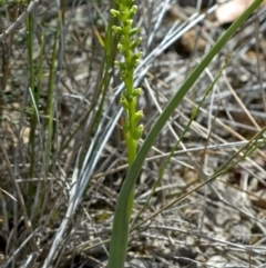 Microtis unifolia at Tianjara, NSW - suppressed