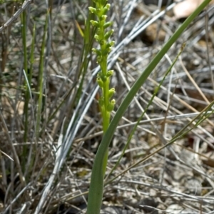 Microtis unifolia at Tianjara, NSW - suppressed