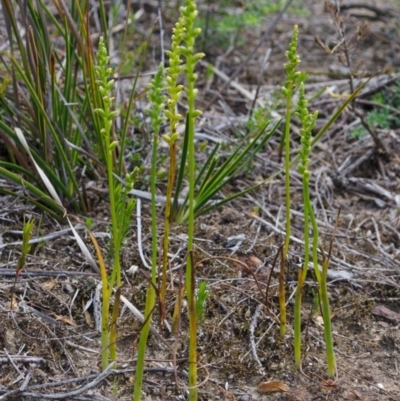 Microtis unifolia (Common Onion Orchid) at Bamarang Nature Reserve - 10 Oct 2015 by AlanS