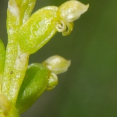Microtis unifolia at Bamarang, NSW - suppressed