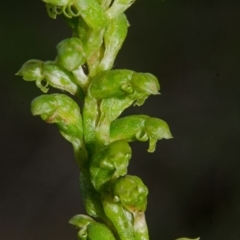 Microtis unifolia at Bamarang, NSW - suppressed
