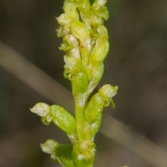 Microtis unifolia at Bamarang, NSW - 11 Oct 2015
