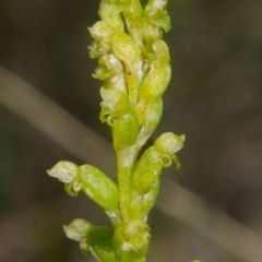 Microtis unifolia at Bamarang, NSW - suppressed