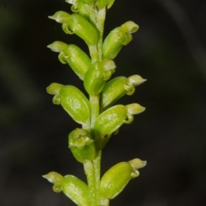 Microtis unifolia at Bamarang, NSW - 11 Oct 2015