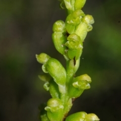 Microtis unifolia (Common Onion Orchid) at Longreach, NSW - 10 Oct 2015 by AlanS