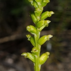 Microtis unifolia at Longreach, NSW - 10 Oct 2015