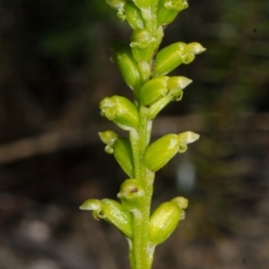 Microtis unifolia at Longreach, NSW - 10 Oct 2015