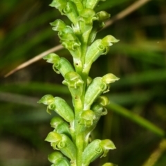 Microtis unifolia (Common Onion Orchid) at Yerriyong State Forest - 27 Sep 2013 by AlanS