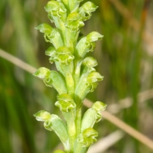 Microtis unifolia at Jerrawangala, NSW - suppressed