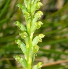 Microtis unifolia at Jerrawangala, NSW - suppressed