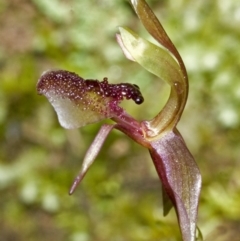 Chiloglottis formicifera (Ant Orchid) at Upper Kangaroo River, NSW - 23 Aug 2006 by AlanS