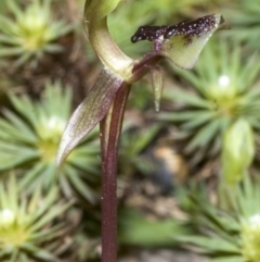 Chiloglottis formicifera at Upper Kangaroo River, NSW - 24 Aug 2006