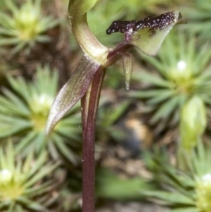 Chiloglottis formicifera at Upper Kangaroo River, NSW - 24 Aug 2006