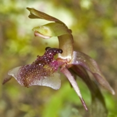 Chiloglottis formicifera at Upper Kangaroo River, NSW - 24 Aug 2006