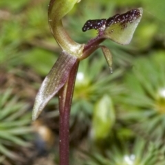 Chiloglottis formicifera at Upper Kangaroo River, NSW - 24 Aug 2006