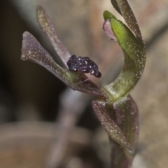 Chiloglottis trapeziformis (Diamond Ant Orchid) at Falls Creek, NSW - 30 Sep 2006 by AlanS