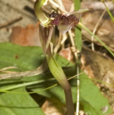 Chiloglottis formicifera (Ant Orchid) at Basin View, NSW - 26 Aug 2006 by AlanS