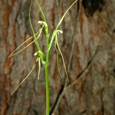 Acianthus caudatus (Mayfly Orchid) at Budgong, NSW - 30 Jul 2007 by AlanS