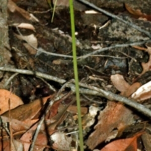 Acianthus caudatus at Budgong, NSW - suppressed