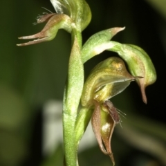 Pterostylis aciculiformis (Slender Ruddyhood) at Sussex Inlet, NSW - 25 Sep 2005 by AlanS