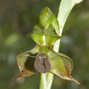 Pterostylis gibbosa at Worrigee, NSW - 9 Sep 2006