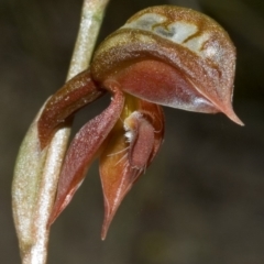 Pterostylis rufa (Rustyhood Orchid) at Barringella, NSW - 1 Oct 2005 by AlanS