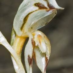 Pterostylis rufa (Rustyhood Orchid) at Barringella, NSW - 14 Oct 2005 by AlanS