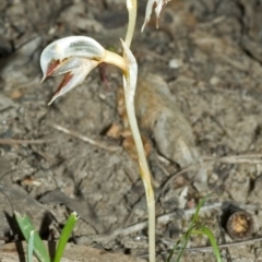 Pterostylis rufa at Barringella, NSW - 15 Oct 2005