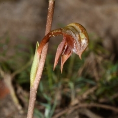 Pterostylis rufa (Rustyhood Orchid) at Barringella, NSW - 28 Sep 2013 by AlanS