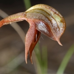 Pterostylis rufa at Barringella, NSW - suppressed