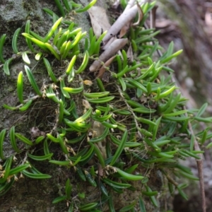 Bulbophyllum shepherdii at Budgong, NSW - suppressed