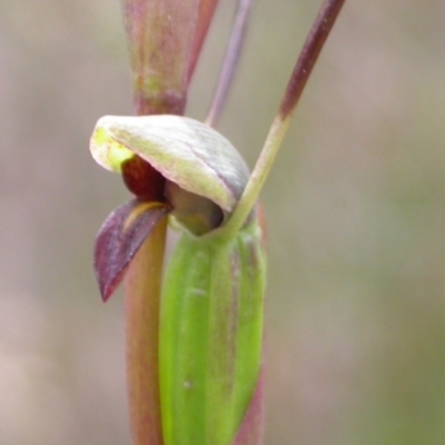 Orthoceras strictum (Horned Orchid) at West Nowra, NSW - 8 Dec 2004 by AlanS