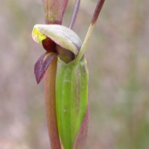 Orthoceras strictum at West Nowra, NSW - 9 Dec 2004