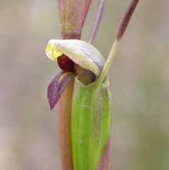 Orthoceras strictum at West Nowra, NSW - suppressed