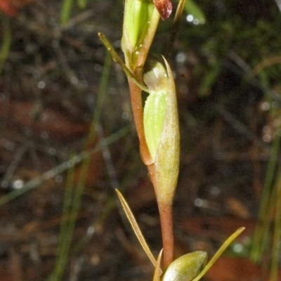 Orthoceras strictum (Horned Orchid) at Red Rocks, NSW - 15 Jan 2006 by AlanS