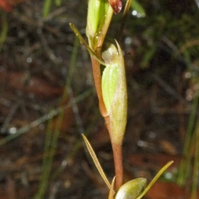 Orthoceras strictum (Horned Orchid) at Red Rocks, NSW - 16 Jan 2006 by AlanS
