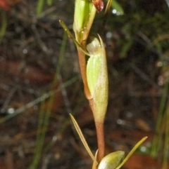 Orthoceras strictum (Horned Orchid) at Red Rocks, NSW - 15 Jan 2006 by AlanS