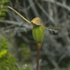 Orthoceras strictum (Horned Orchid) at Vincentia, NSW - 10 Jan 2011 by AlanS