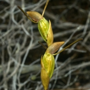 Orthoceras strictum at Vincentia, NSW - suppressed