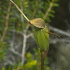 Orthoceras strictum at Vincentia, NSW - suppressed