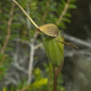 Orthoceras strictum at Vincentia, NSW - suppressed