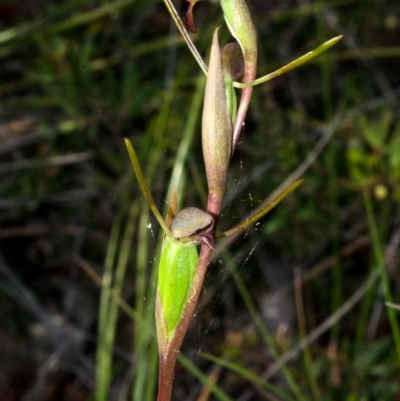 Orthoceras strictum (Horned Orchid) at Red Rocks, NSW - 12 Jan 2016 by AlanS