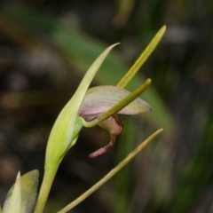 Orthoceras strictum at Red Rocks, NSW - suppressed