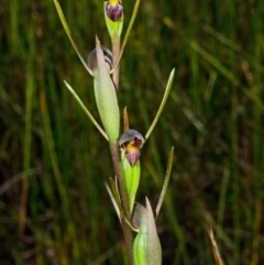 Orthoceras strictum at Red Rocks, NSW - suppressed