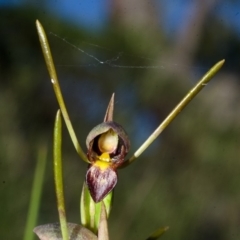 Orthoceras strictum at Red Rocks, NSW - suppressed