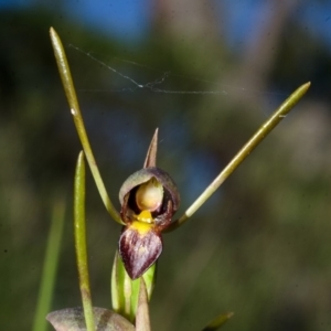 Orthoceras strictum at Red Rocks, NSW - 13 Jan 2016