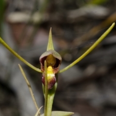 Orthoceras strictum at Red Rocks, NSW - suppressed