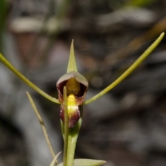 Orthoceras strictum at Red Rocks, NSW - 13 Jan 2016