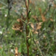 Orthoceras strictum (Horned Orchid) at Jerrawangala, NSW - 3 Feb 2012 by AlanS