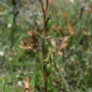 Orthoceras strictum at Jerrawangala, NSW - suppressed